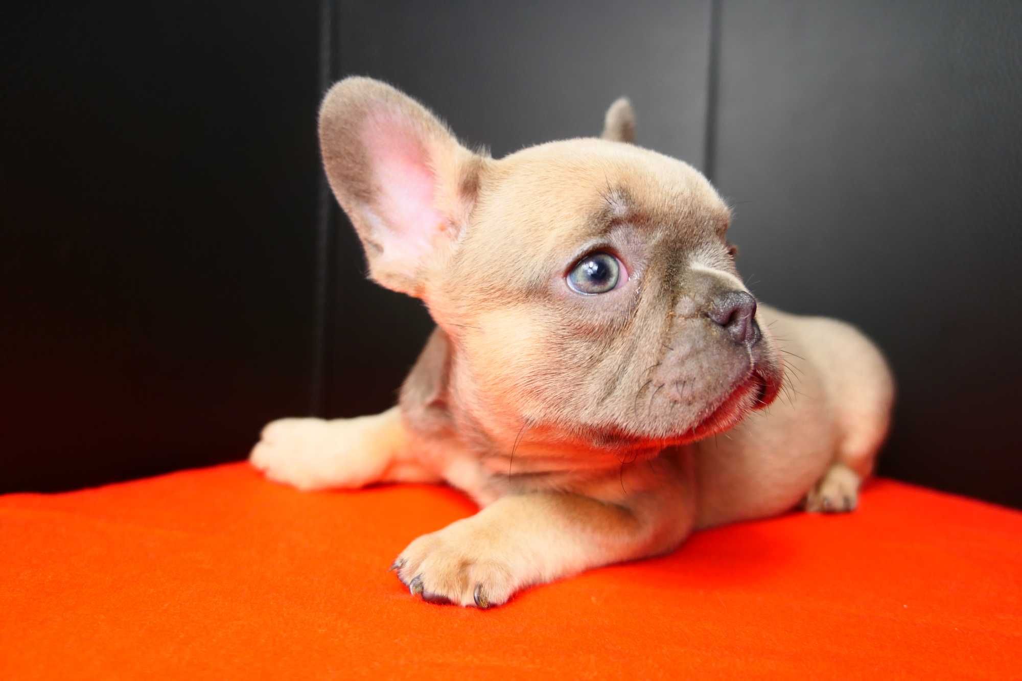 Buldog Francuski- Piesek