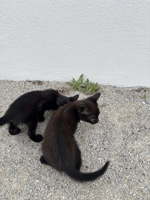 Gatinhos para adoção