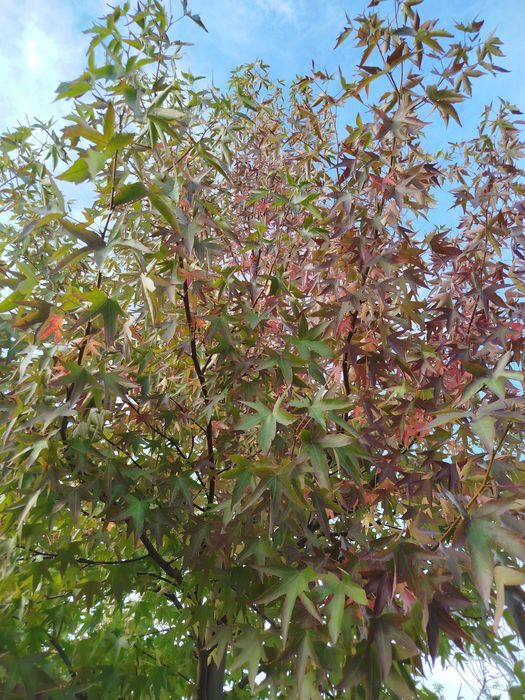 Planta Liquidambar 14-16