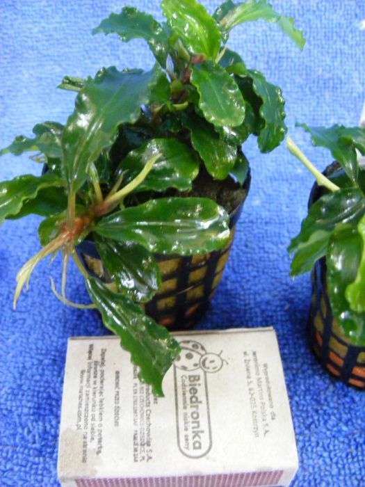 GB BUCEPHALANDRA GREEN VELVET roślina w koszyku kilka sztuk