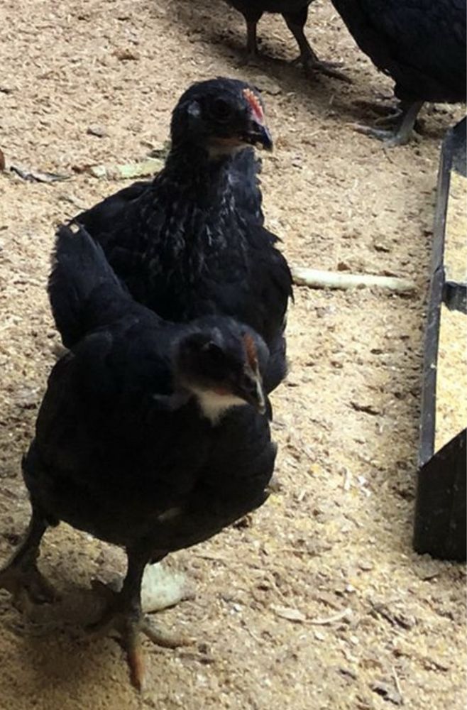 Australorp (pintos e ovos para incubaçao)