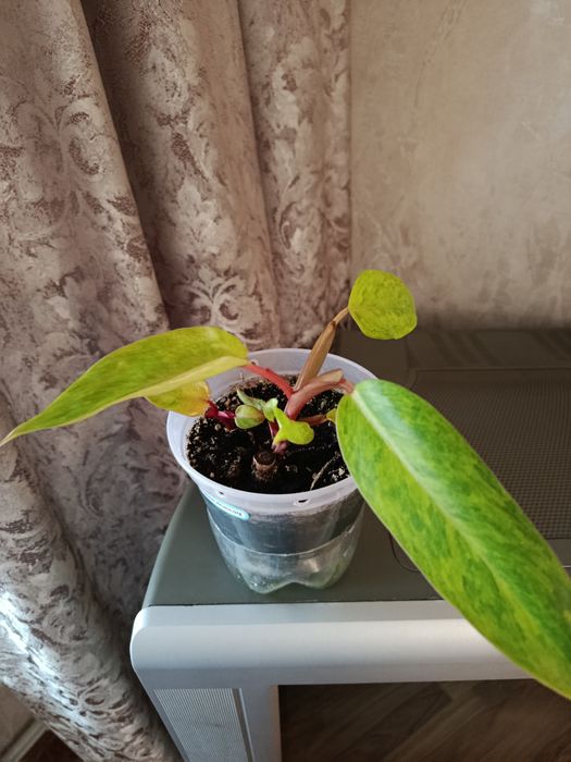 Філодендрон Розписна Леді