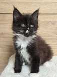 Kocurek Maine Coon z rodowodem FPL