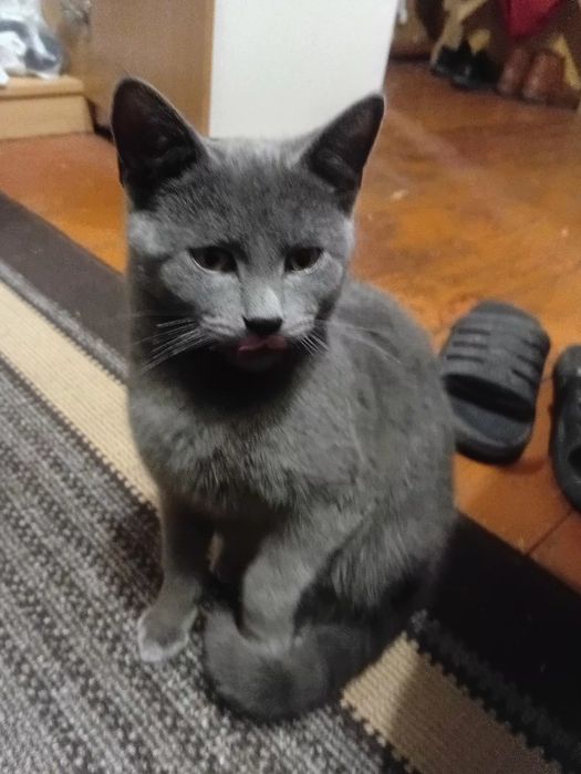 Віддам безкоштовно британську короткошерсту кицю