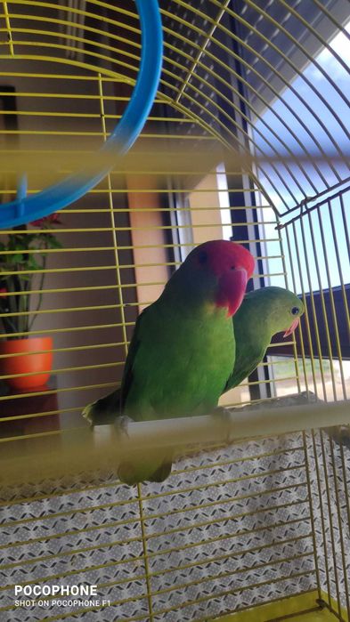 Agapornis taranta- Casal