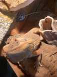 Rudi, 6-letni Samiec Agamy Brodatej z lub bez terrarium