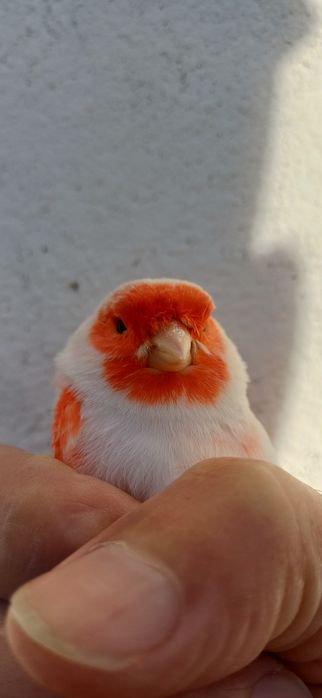 Canarios lipocromo vermelho