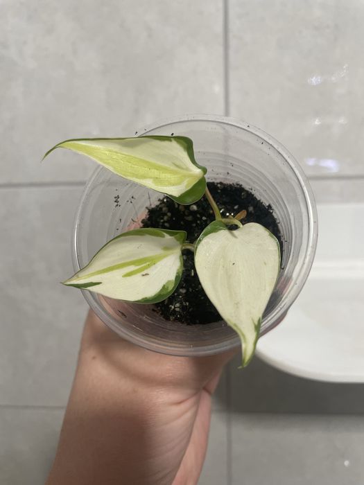 Філодендрон Крем сплеш Триколор,Сінгоніум Grey Ghost