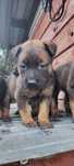 Owczarek belgijski - malinois. Linia użytkowa knpv