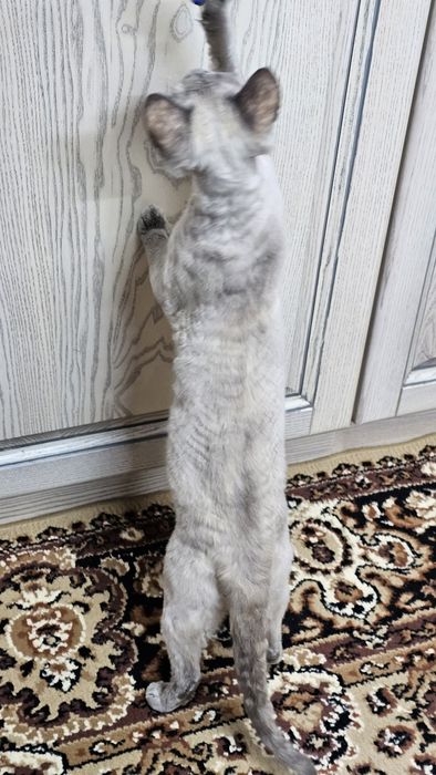 Кішка Девон Рекс в надійні руки