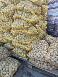 Ziemniak wielk. sadzeniaka i jadalnego - dowóz gratis