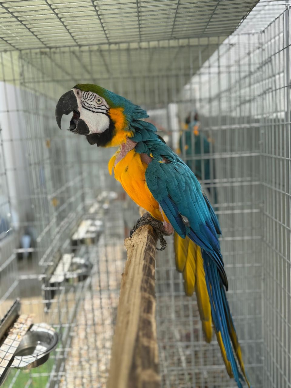 Arara Ararauna Femea Adulta