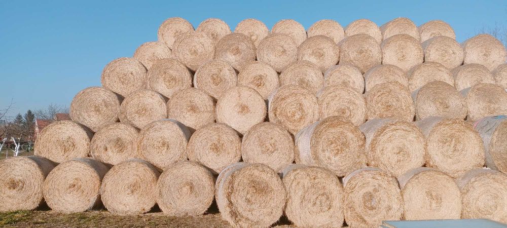 Sprzedam słomę owsianą, jęczmienną i pszenną z 2025r