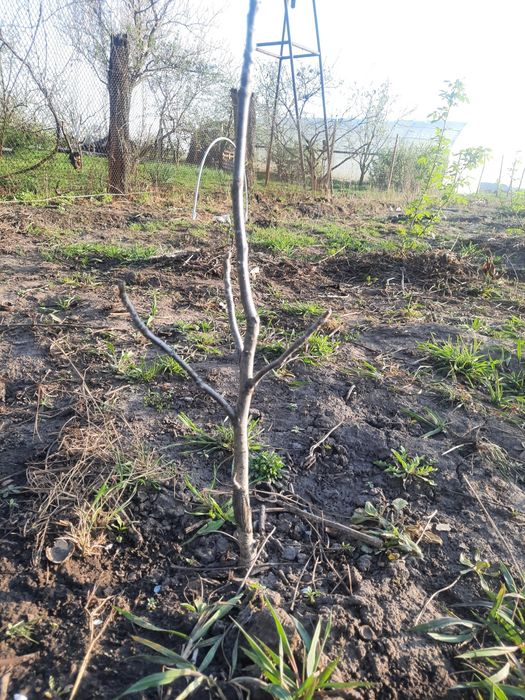 Саджанець волоського горіха