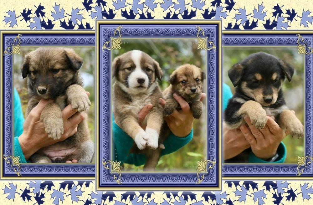 отдам щенка віддам цуценя привиті