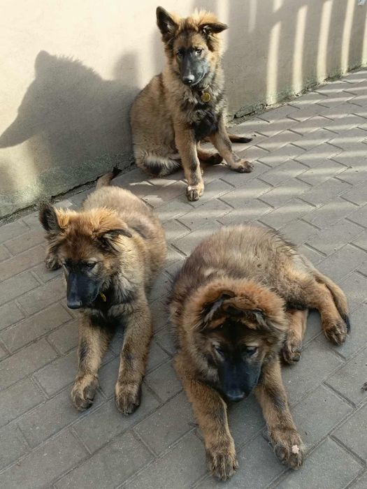 Szczeniak wilczasty owczarek niemiecki długowłosy