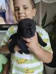 Chow Chow  ZKwP / FCI piesek