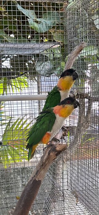 Pionites Melanocephala
