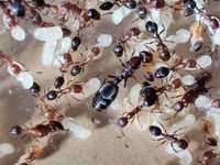 Mrówki Monomorium subopacum, inwazyjne, synantropijne, łatwe