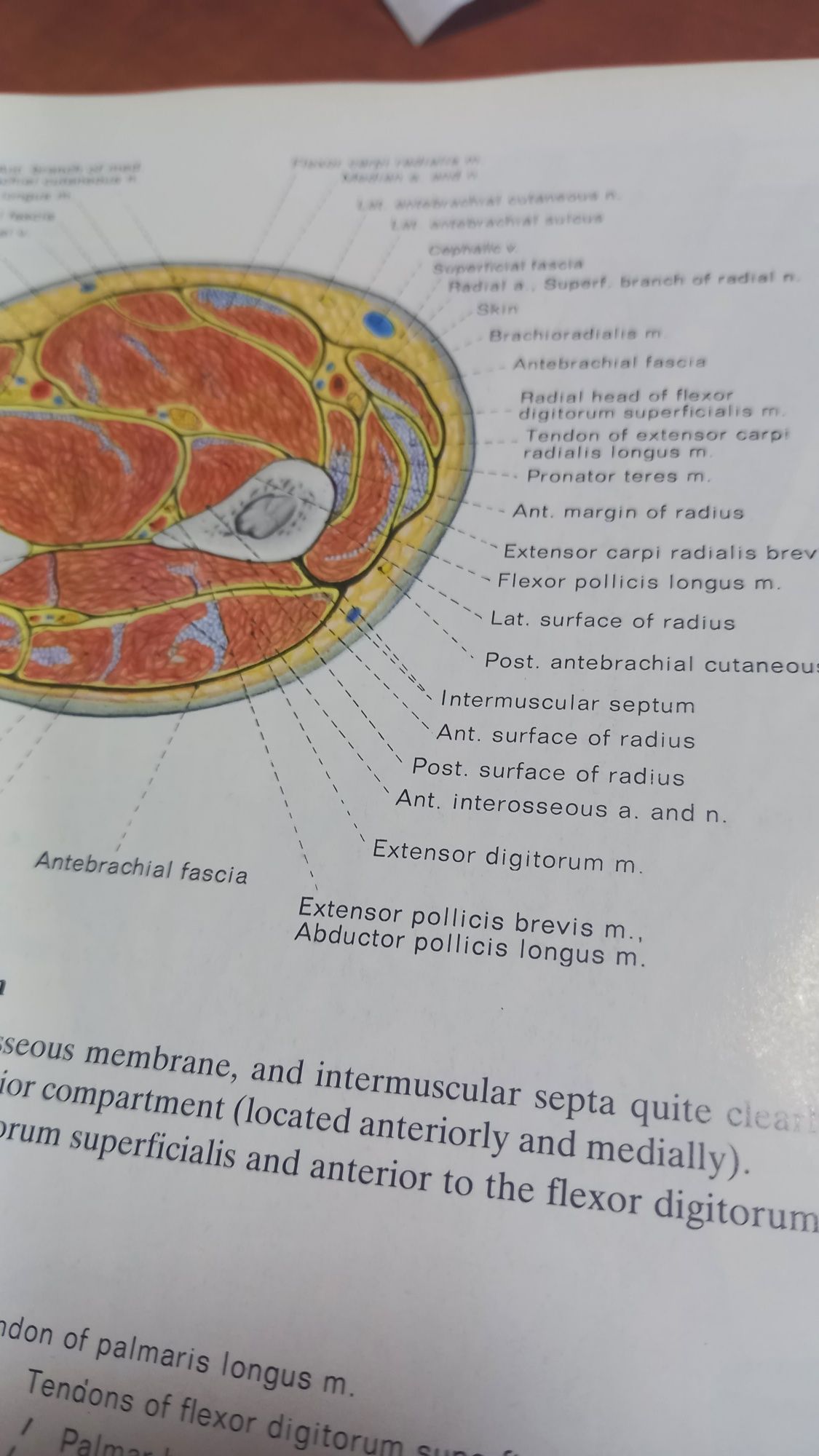 Атлас Анатомія Anatomy Carmine D. Clemente