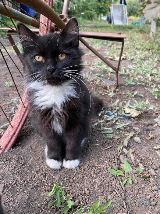 Безкоштовно котята