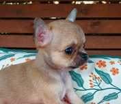 Piękny piesek chihuahua