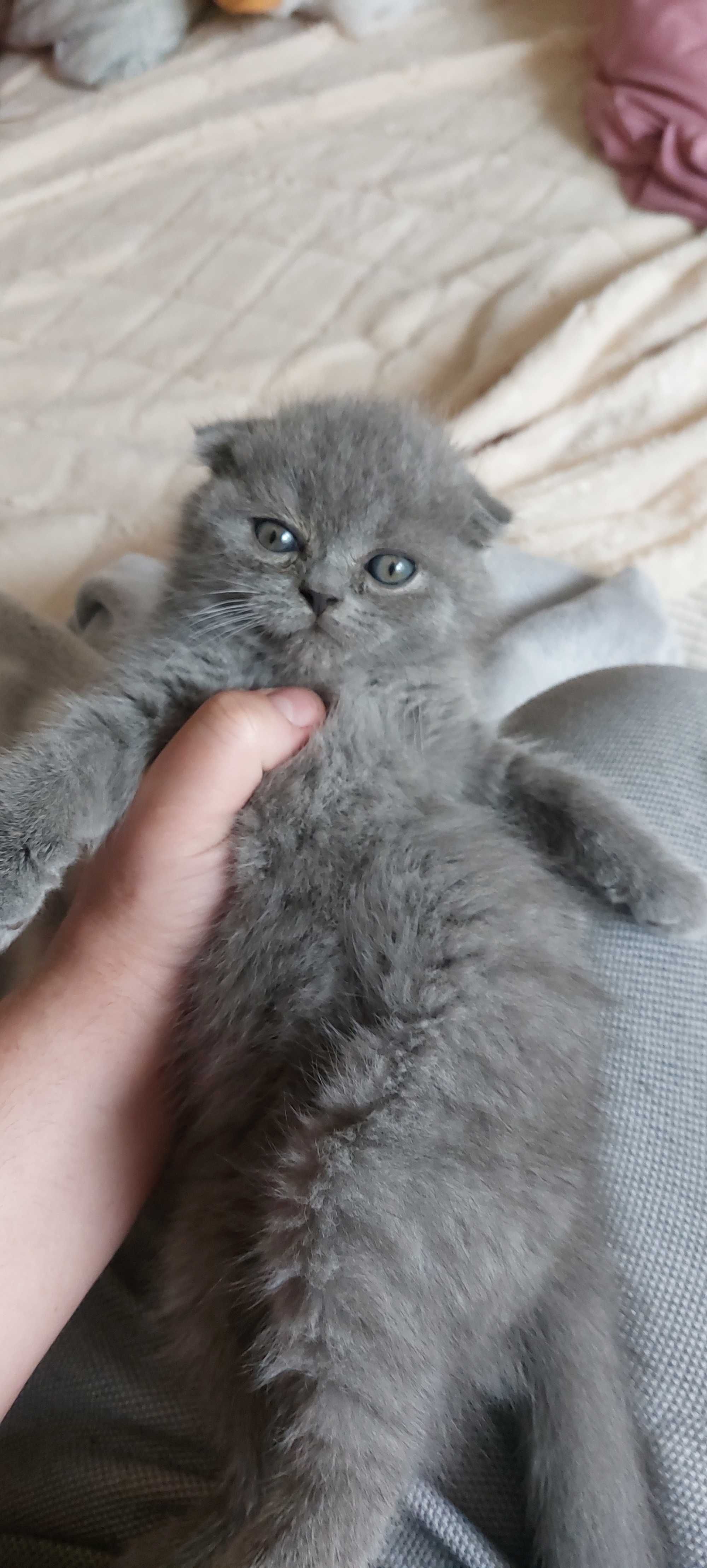шотланський веслоухий кіт