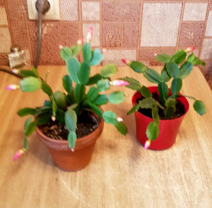 Рождественник с горшком