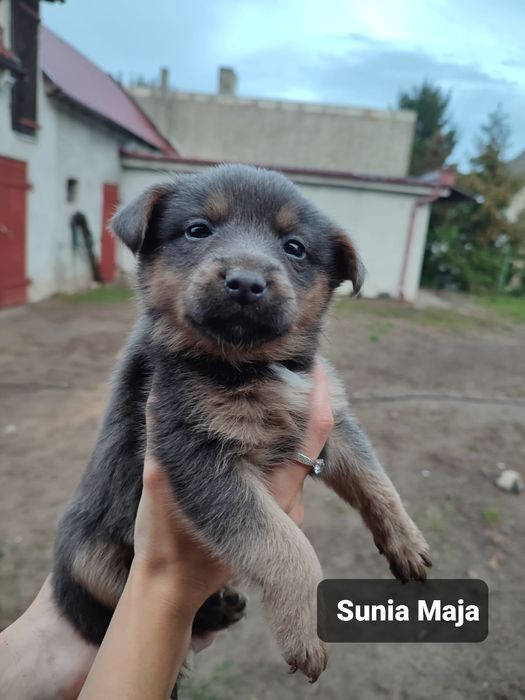 Szczeniak do adopcji