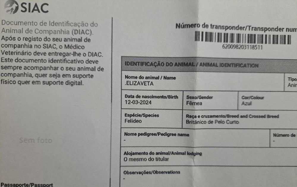 British Shorthair lilac