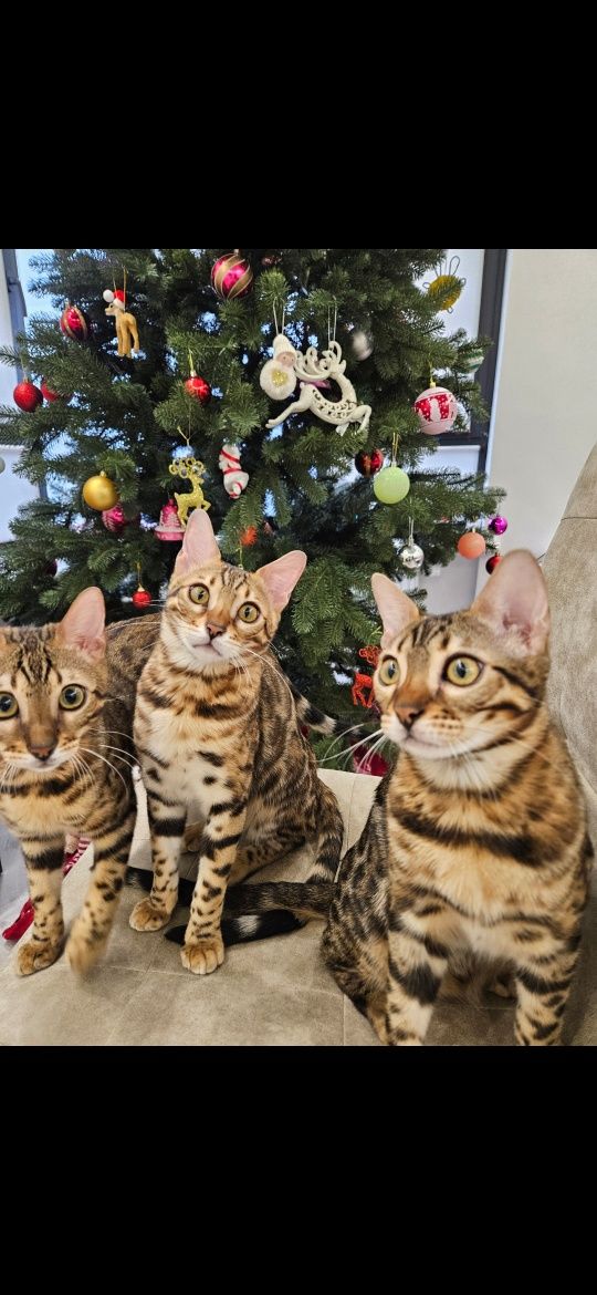 Кошенята бенгальські