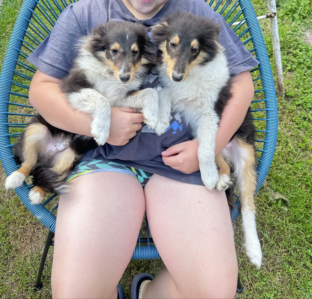 Owczarek szetlandzki sheltie tricolor OKAZJA z powodu wyjazdu
