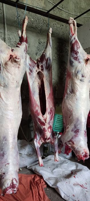 Мясо баранина ягнятина