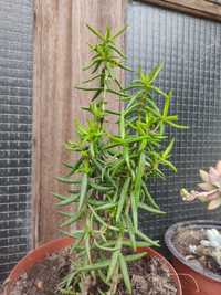 Muda planta Crassula Tetragona