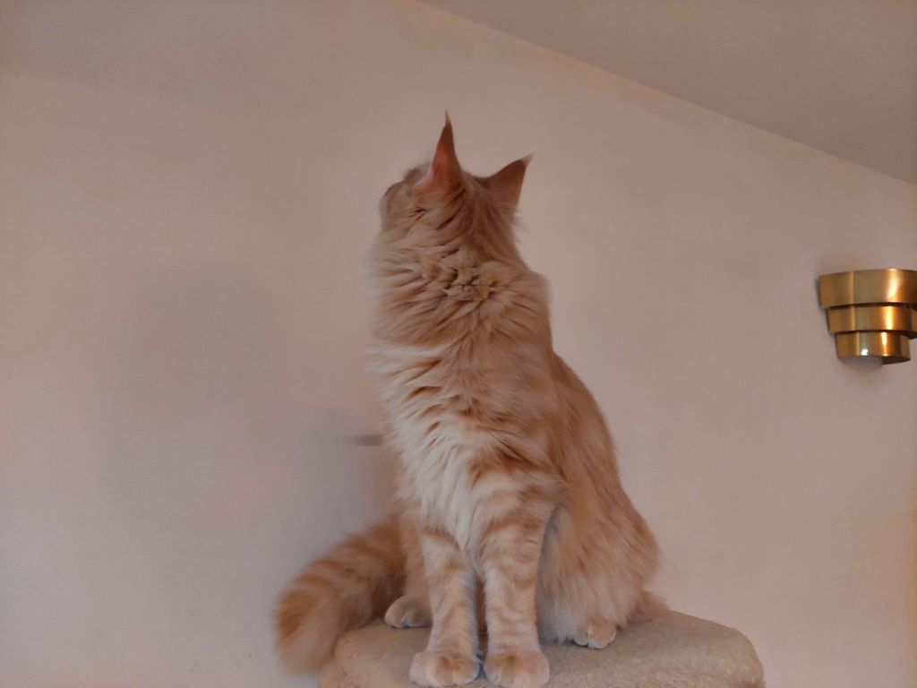 Kotka Maine Coon