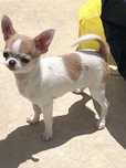 Chihuahua Macho disponivel