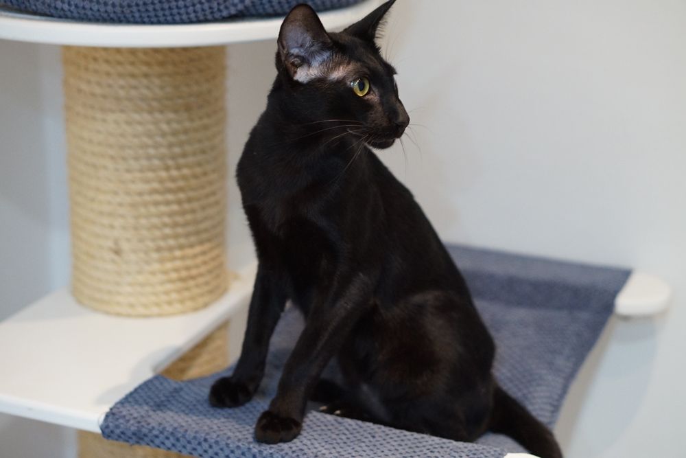 Peterbald kocurek krótkowłosy orientalny  prawdziwy rodowód WCF