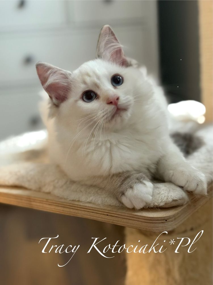 Kotka rasy Ragdoll