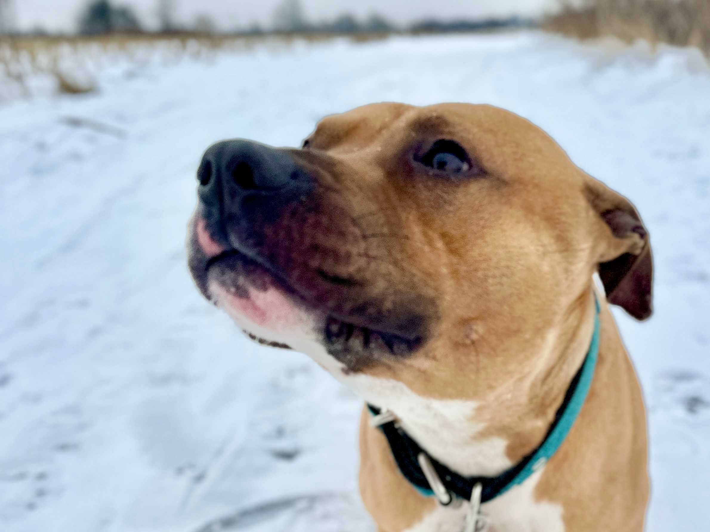 Odmień los skrzywdzonego pitbulla Rokiego