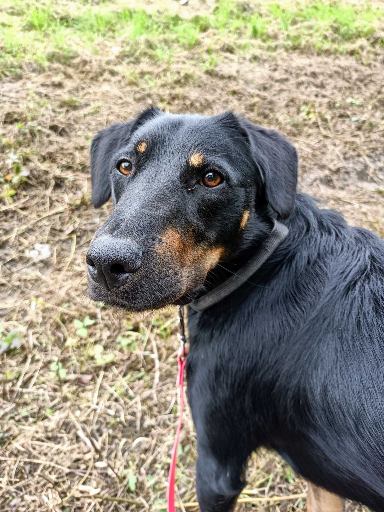 Dave poleca się do adopcji.