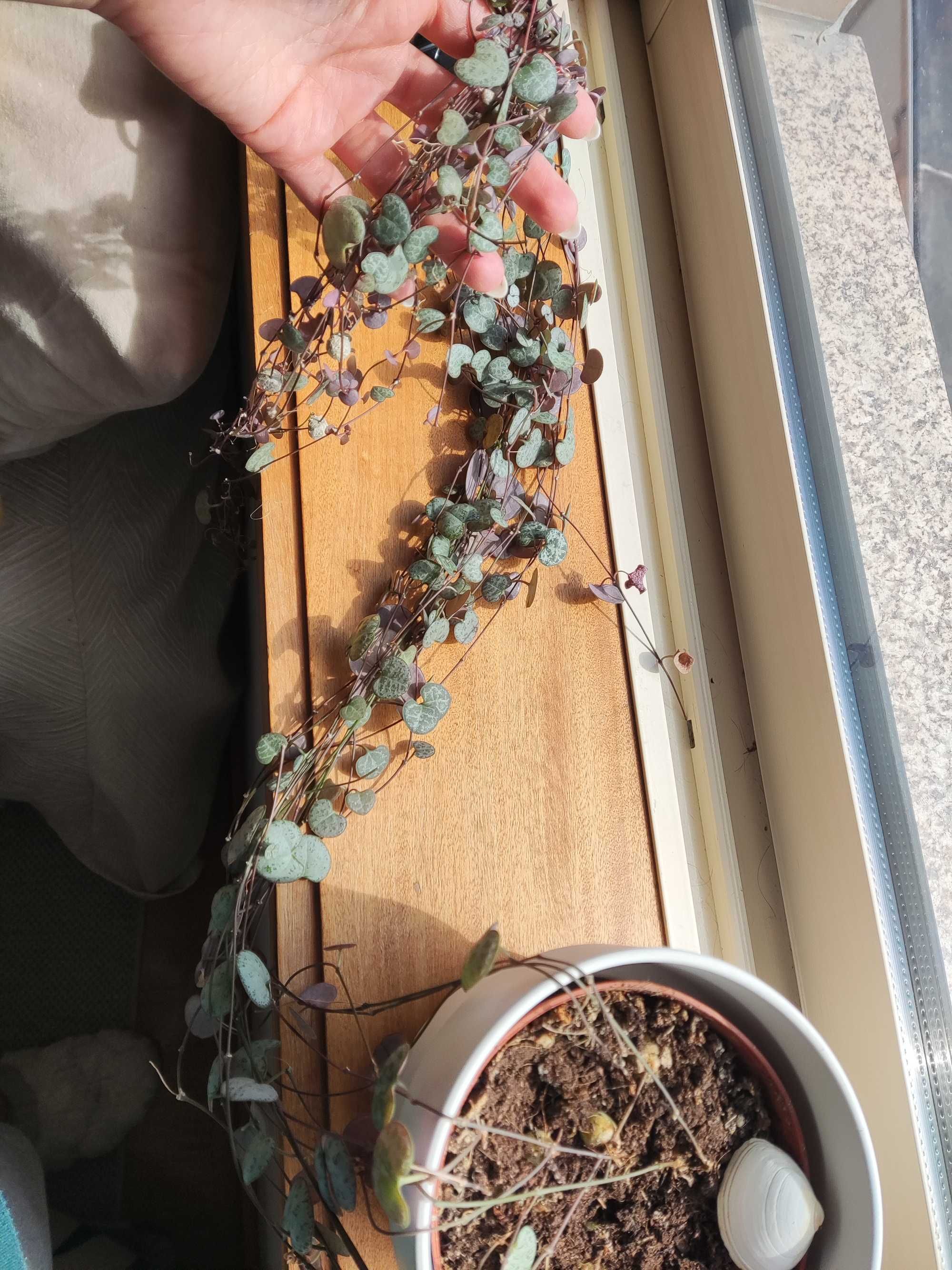 Planta ceropegia corações emaranhados