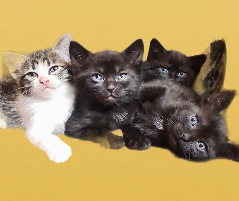 Чудові кошенята Чекають найкращу родину!