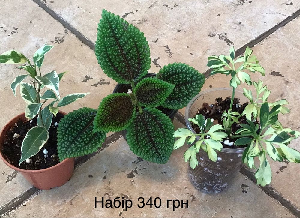 Кімнатні квіти набірами