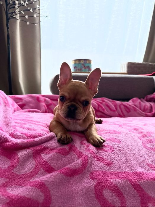 FIGO Buldog francuski ZKwP FCI, Hodowla Harper Dog House FCI