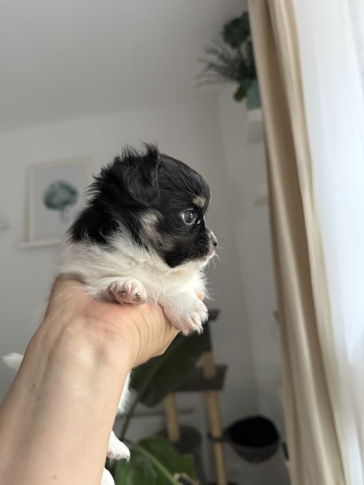 Samiec chihuahua fci