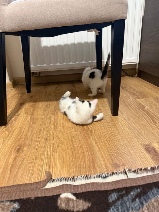 dwa maluchy do adopcji, mruczące i miziaste