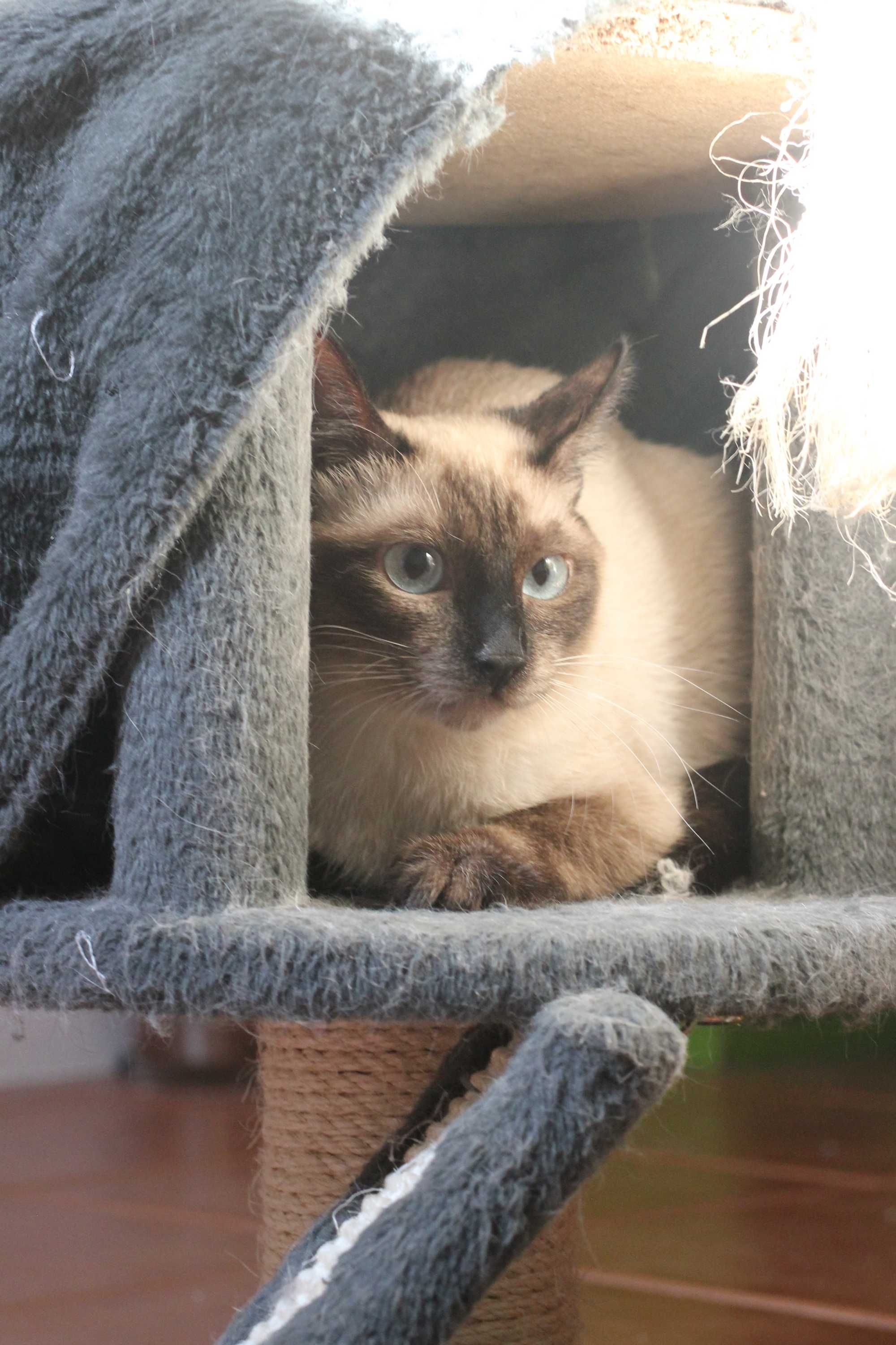 ESTERILIZADA | Gata juvenil, vacinada, FIV (-) e FELV (-) para adoção