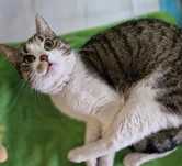 Kocurek Kasztanek do adopcji!