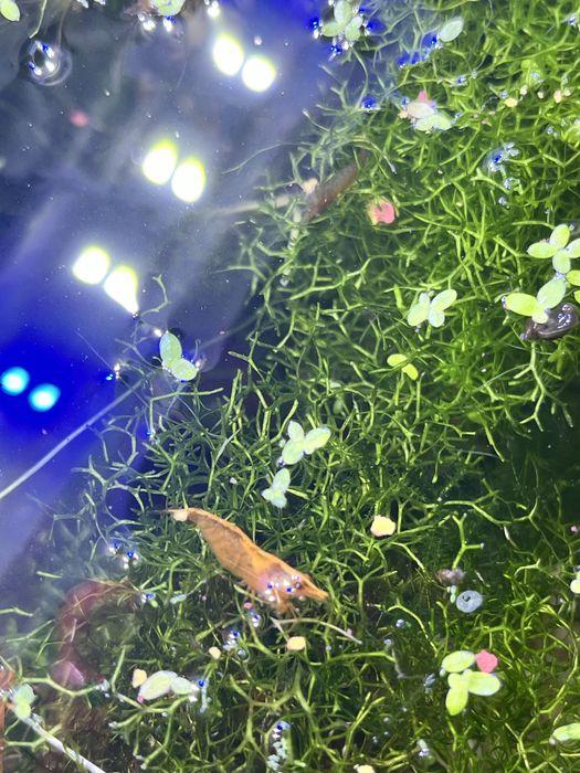 Креветки, рибки, мох печінковий, річія