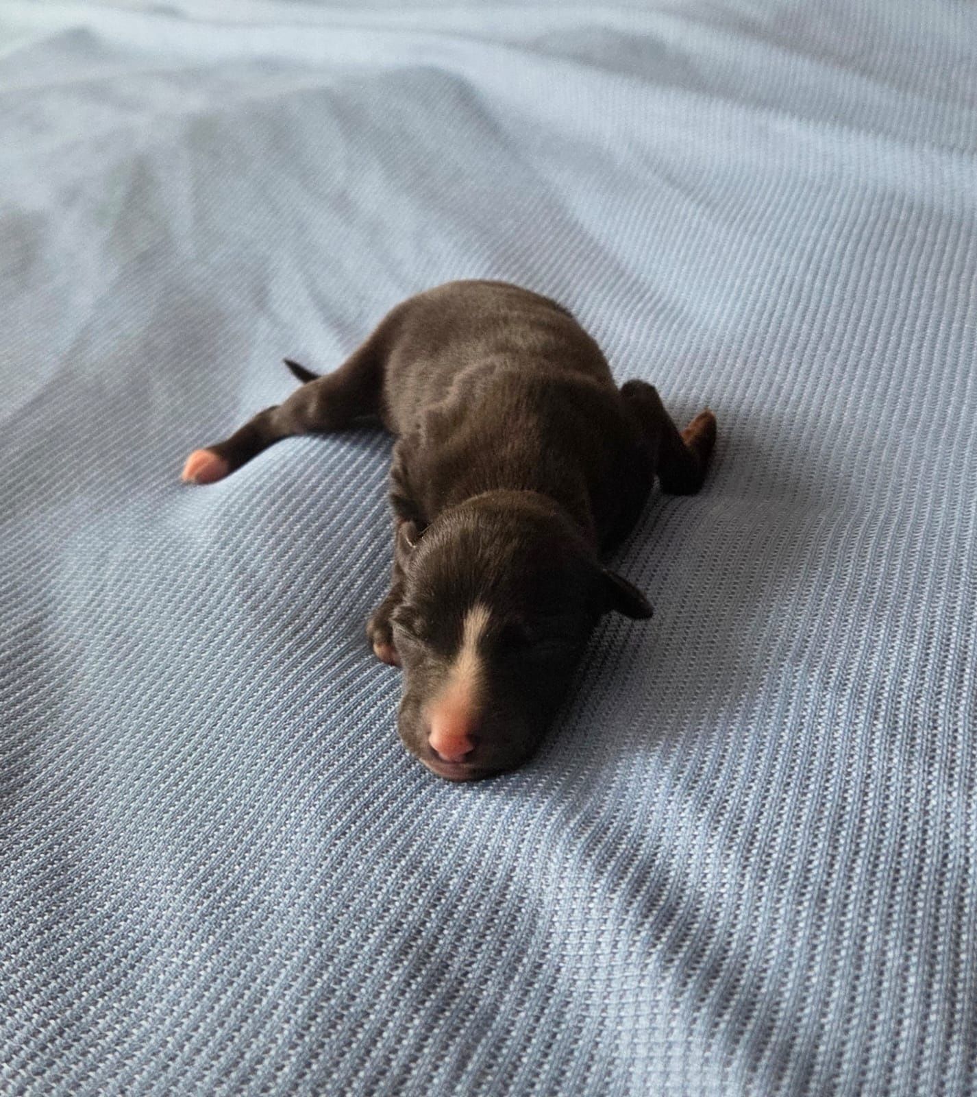 Whippet - chart angielski